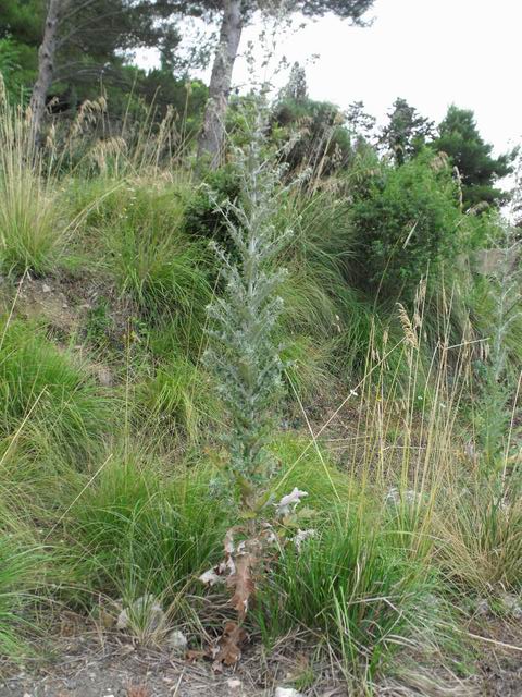 Cirsium scabrum